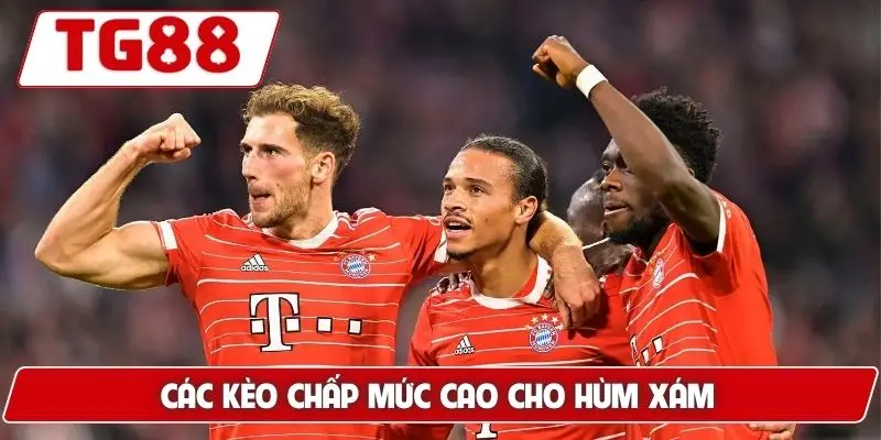 Các kèo chấp mức cao cho Hùm xám