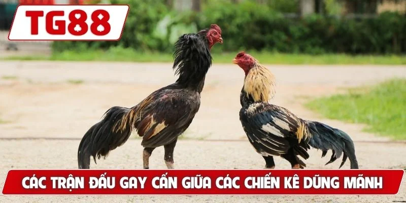 Các trận đấu gay cấn giữa các chiến kê dũng mãnh