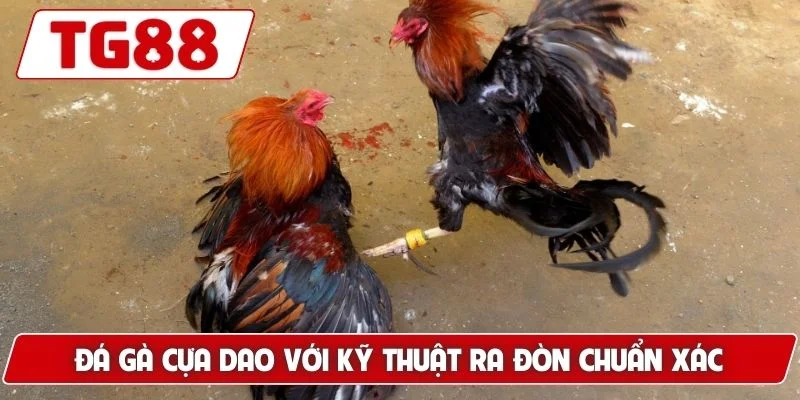 Đá gà cựa dao với kỹ thuật ra đòn chuẩn xác
