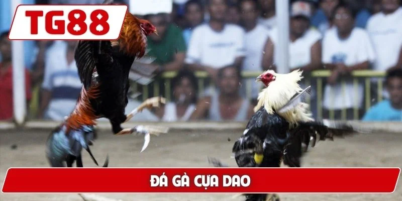 Đá Gà Cựa Dao Luck8 Siêu Phẩm Gà Chiến Nhanh Chóng Dũng Mãnh 6 Đá gà cựa dao