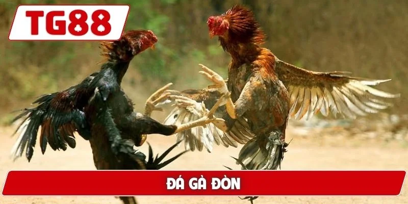 Đá Gà Đòn - Gợi Ý Bí Kíp Tìm Ra Chiến Kê Xuất Sắc Nhất 3 Đá gà đòn