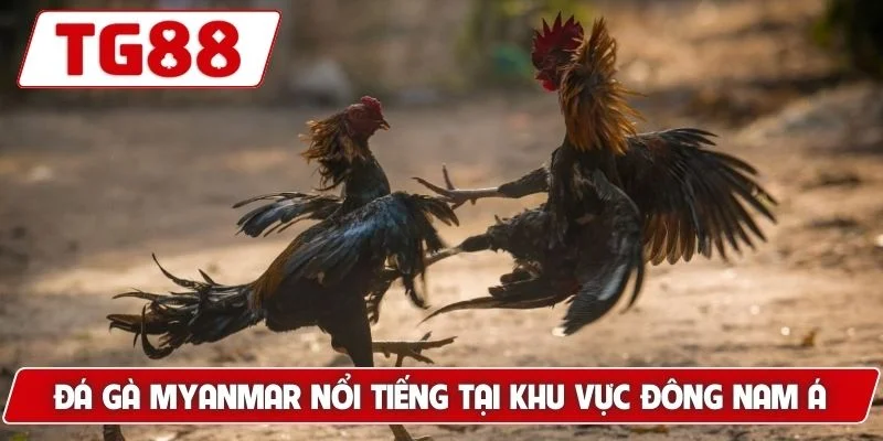 Đá Gà Myanmar - Thế Giới Cá Cược Đỉnh Cao Luck8 5 Đá gà Myanmar nổi tiếng tại khu vực Đông Nam Á