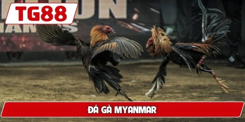 Đá Gà Myanmar - Thế Giới Cá Cược Đỉnh Cao Luck8 2 Đá gà Myanmar