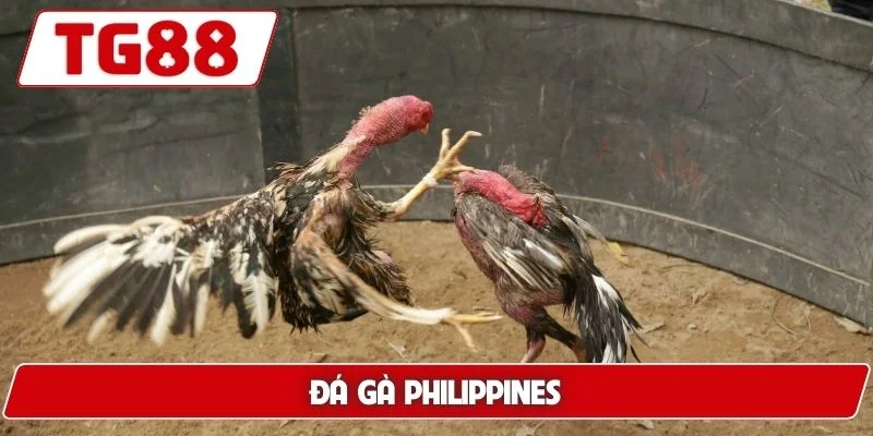 Trải Nghiệm Xem Đá Gà Philippines Cá Cược Siêu Kịch Tính 1 Đá gà Philippines