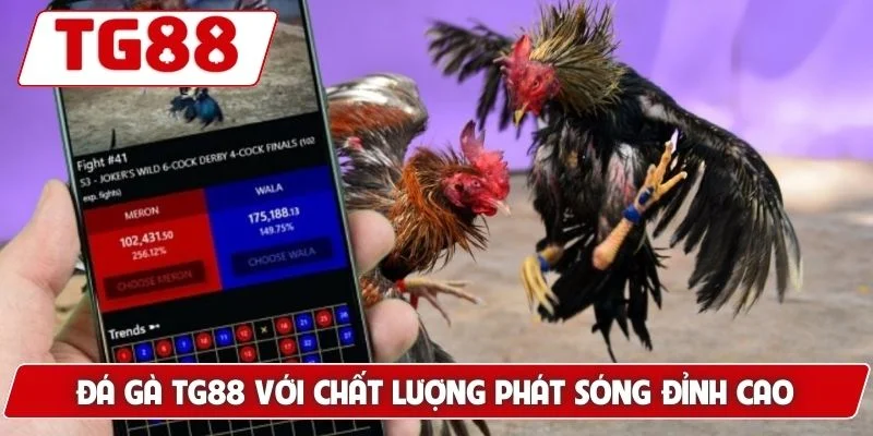 Đá gà TG88 với chất lượng phát sóng đỉnh cao