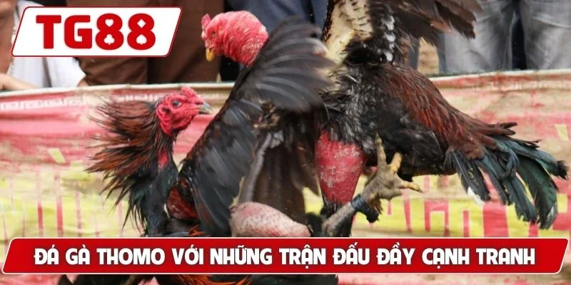 Đá Gà Thomo: Sân Chơi Uy Tín Cảm Giác Mạnh Mẽ Tại TG88 5 Đá gà Thomo với những trận đấu đầy tính cạnh tranh