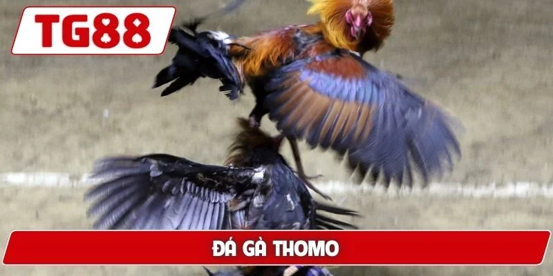 Đá Gà Thomo: Sân Chơi Uy Tín Cảm Giác Mạnh Mẽ Tại TG88 4 Đá gà Thomo
