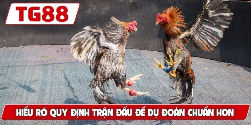 Hiểu rõ quy định trận đấu để dự đoán chuẩn hơn