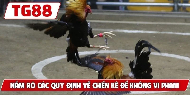 Nắm rõ các quy định về chiến kê để không vi phạm