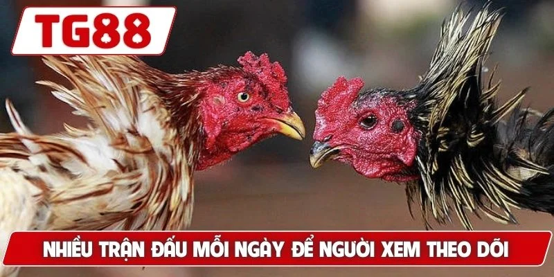 Đá Gà Myanmar - Thế Giới Cá Cược Đỉnh Cao Luck8 6 Nhiều trận đấu mỗi ngày để người xem theo dõi và đặt cược