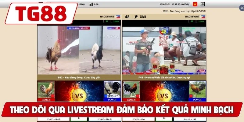 Đá Gà Myanmar - Thế Giới Cá Cược Đỉnh Cao Luck8 7 Theo dõi qua livestream đảm bảo kết quả minh bạch